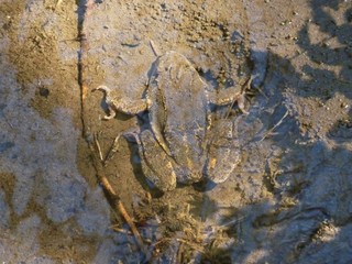 Grasfrosch unter Wasser (Rana temporaria) in Flachwassertümpel
