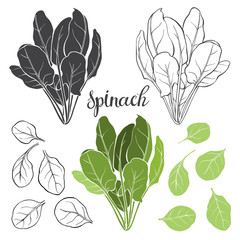  Spinach, isolated vector elements on a white background.