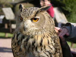 Uhu darf gestreichelt werden, Vogelpark