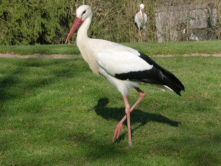 Weißstorch (Ciconia ciconia) auf abgesägtem Baum