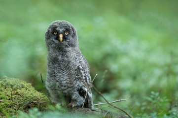 Great Grey Owl Juvenile