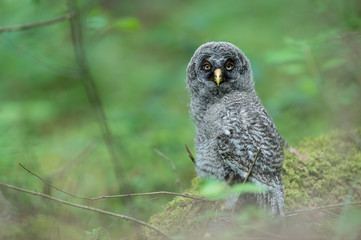 Great Grey Owl Juvenile