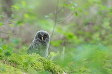 Great Grey Owl Juvenile on the ground