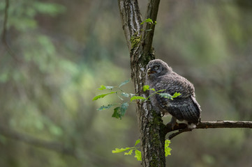 Great Grey Owl Juvenile in a tree