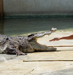 Crocodile show in Thailand