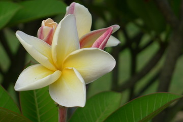 Plumeria white yellow flower in garden Thailand