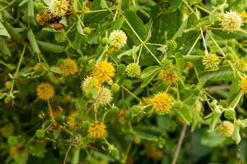 flowers of Neonauclea purpurea ;Merr. Anthocephalus chinensis; RUBIACEAE . local tree in Thailand]..
