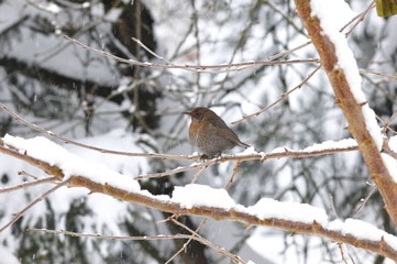 Amsel (Turdus merula) im Winter auf Baum