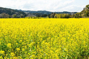 Fototapeta premium 菜の花畑
