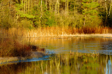 Small forest lake freezing for the first time in winter. Thin crust of ice forming.