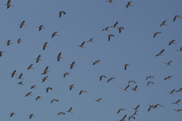 Flock of Storks migrating