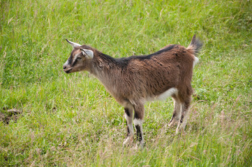 goat Kid on the green meadow