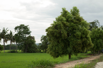 Neonauclea purpurea วMerr. Anthocephalus chinensis; RUBIACEAE . local tree in Thailand with rice field background and sky .