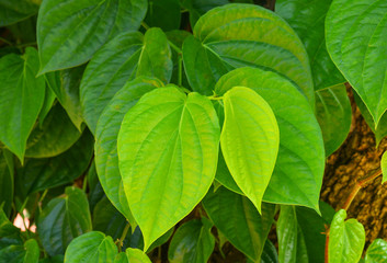 Fototapeta na wymiar green betel leaf on the tree for background