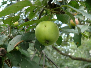 Apple ripens in the leaves on the tree