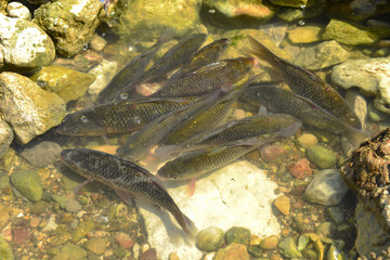 sazan balıkları & balık grubu