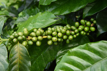 Green coffee beans on stem.