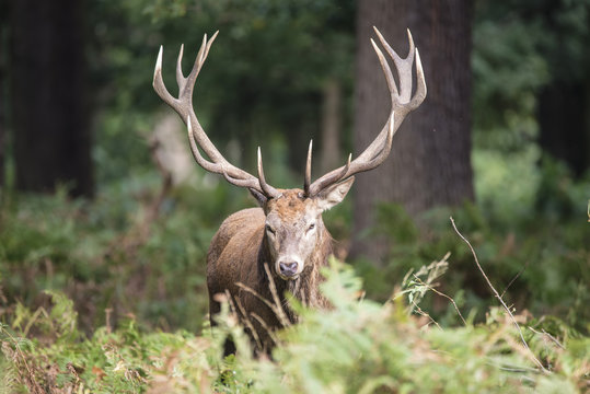 Majestic powerful red deer stag Cervus Elaphus in forest landsca