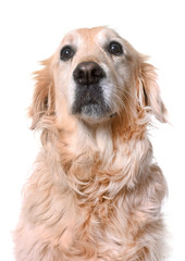 old golden retriever