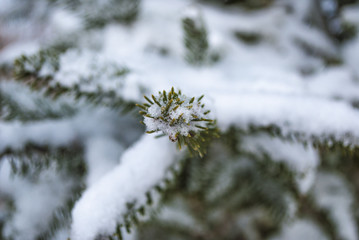 ёлка в снегу,  ёлка  с шишками , 