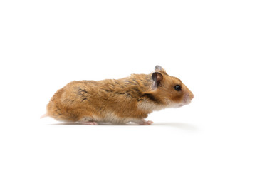 hamster isolated on a white background