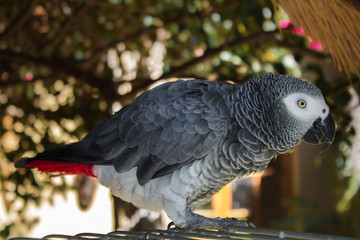 real live African parrot home next to his cell in the garden