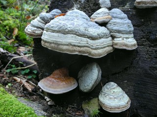 Zunderschwamm (Fomes fomentarius) an Buche