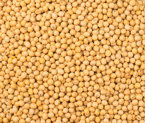 Soybean background