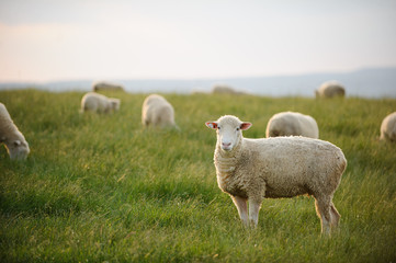 Obraz premium Sheep flock in pasture
