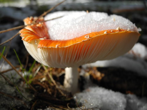 Fliegenpilz, Amanita muscaria, im lichten Fichtenwald