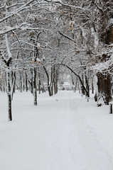 Trees covered with snow in a park