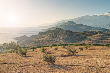 olive tree plantation on mountain side at sunset