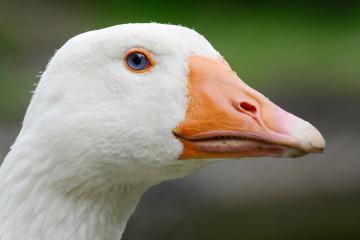 head from white goose in free range