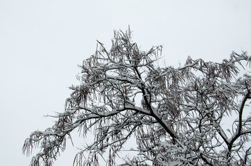 Cigar tree in a park on winter