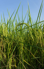 Rice field