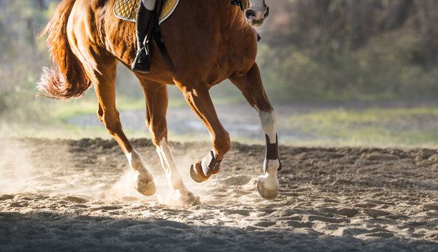Fototapeta A horse riding