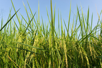 Rice field