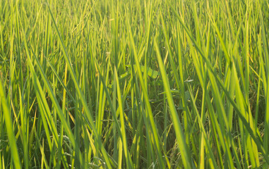 Rice field