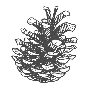 Hand drawing pine cone.