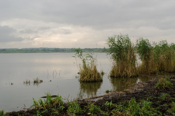 Morning country landscape at the lake with a growing cane