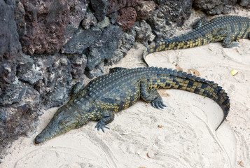 a dangerous Crocodile in Oasis Park on Fuerteventura , Canary Island