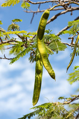 Mimosa pods ripening on mimosa tree