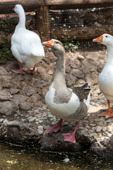 Domestic geese graze on traditional village goose farm