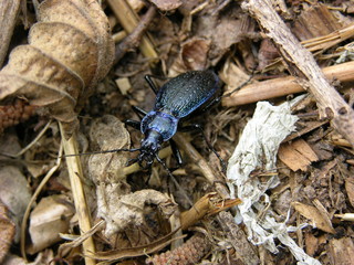 Blauvioletter Waldlaufkäfer (Carabus problematicus) auf abgestorbenen Pflanzenteilen 