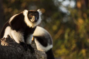 Lemur in their natural habitat, Madagascar.