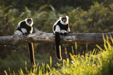 Obraz premium Lemur in their natural habitat, Madagascar.