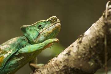 Closeup of a cameleon in his natural habitat, Madagascar.