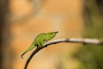 Closeup of a cameleon in his natural habitat, Madagascar.