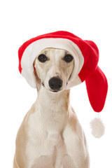 Whippet Windhund mit Weihnachtsmann Mütze isoliert auf weiß