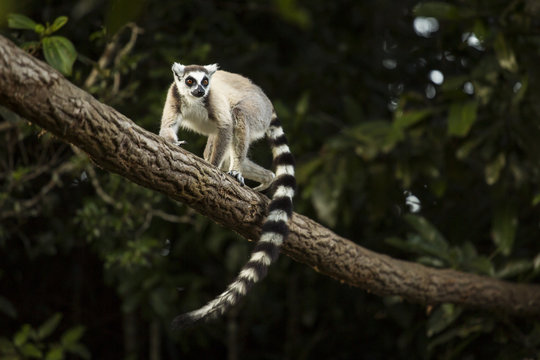 Lemur in their natural habitat, Madagascar.